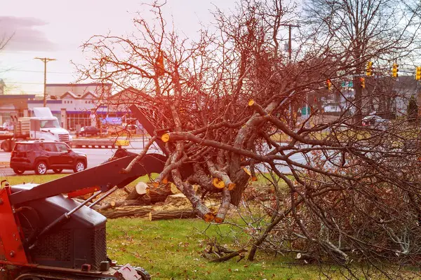 Tree Removal Service